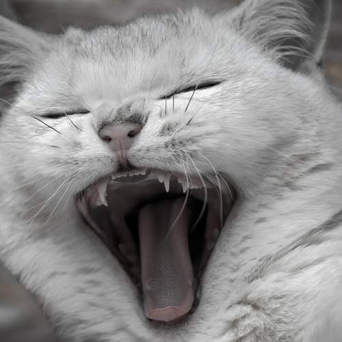 Photo #8702266
