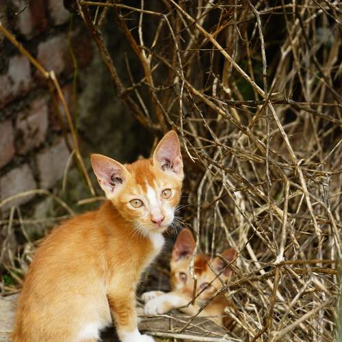Photo #8702593