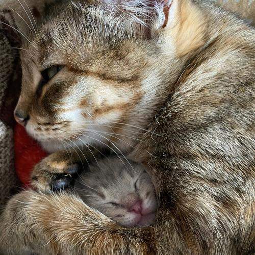 Photo #8702608