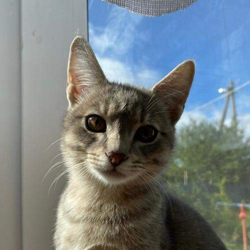 Photo #8702820