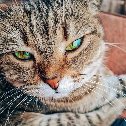 Photo #8703514