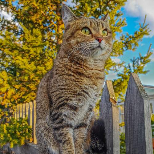 Photo #8703515
