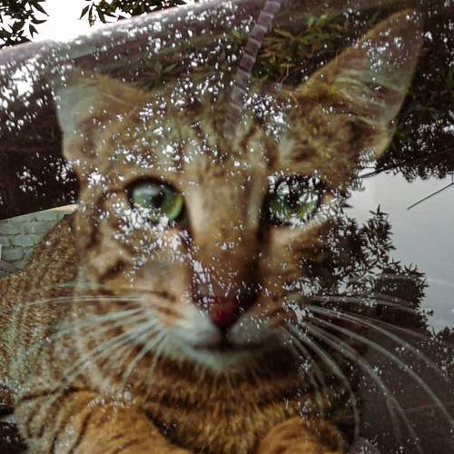 Photo #8704119