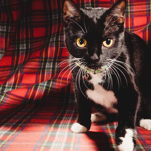 Photo #8704305