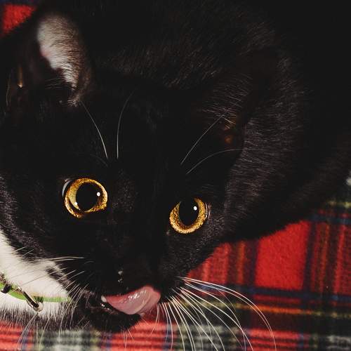 Photo #8704306