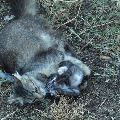 Photo #8704473