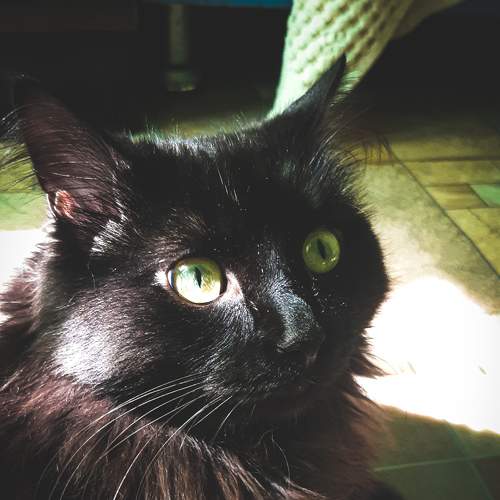 Photo #8705246