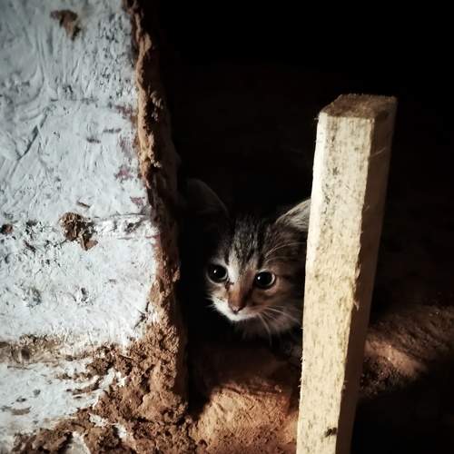 Photo #8705390