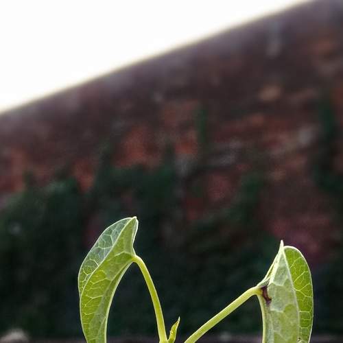 A small life.
