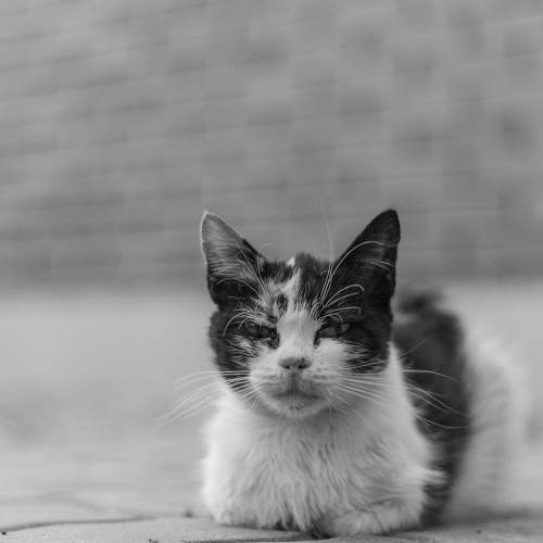 Фотография #8705619