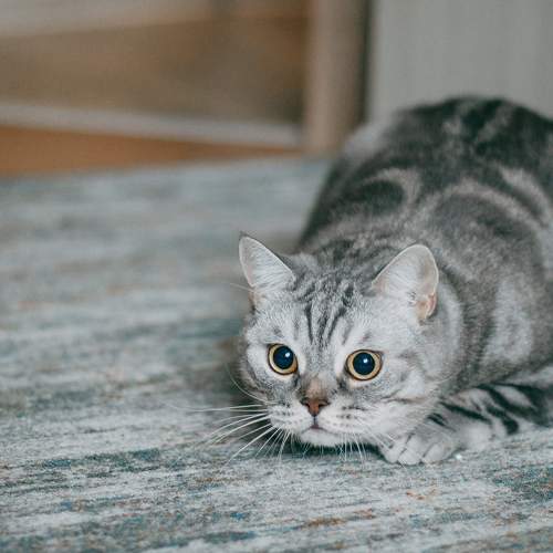Photo #8705700