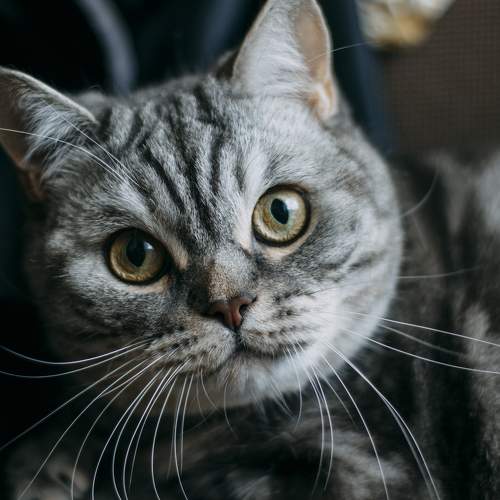 Photo #8705708