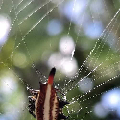 Photo #8705819