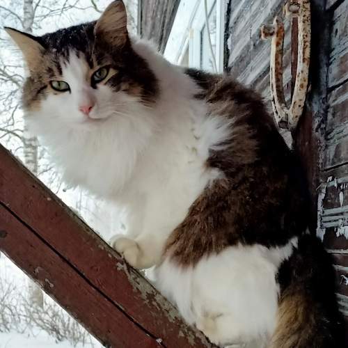 Photo #8705870