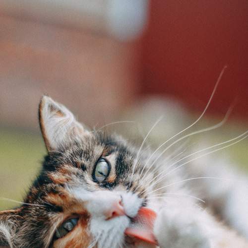 Photo #8706078