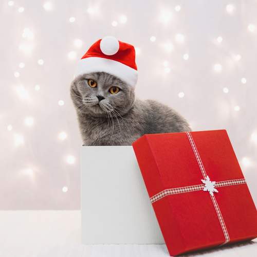Photo #8706932