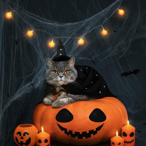 Photo #8706934