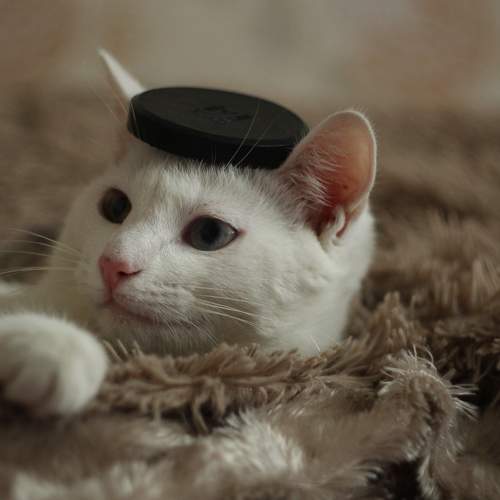 Photo #8707194