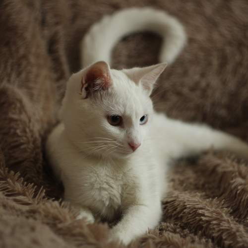 Photo #8707195