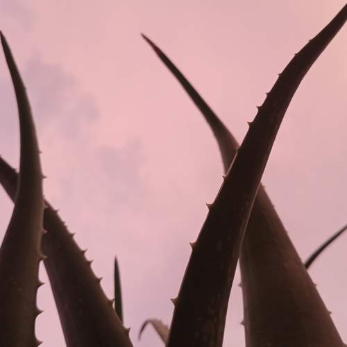 Photo #8707264
