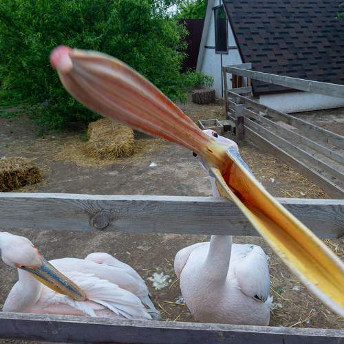 Photo #8707591