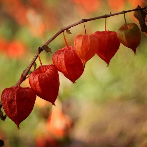Photo #8707722