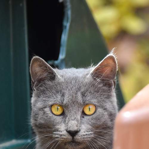Photo #8708438