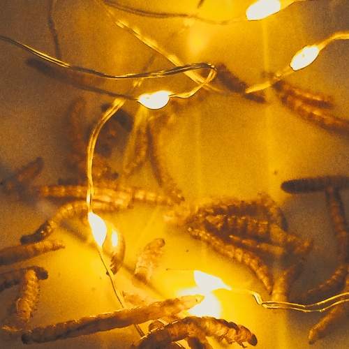 Photo #8708515