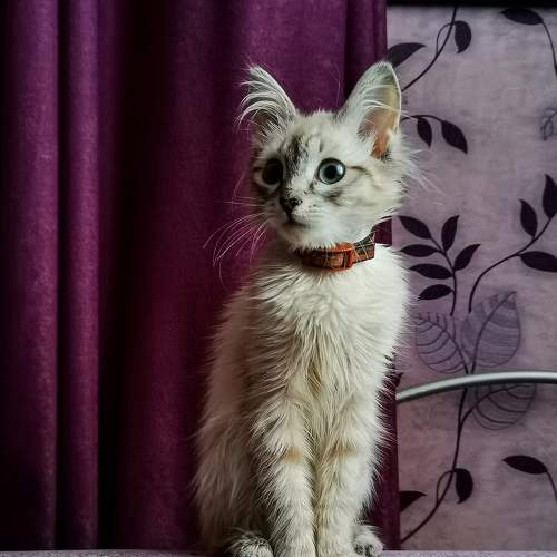 Photo #8709520