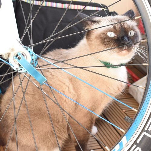 Photo #8710328