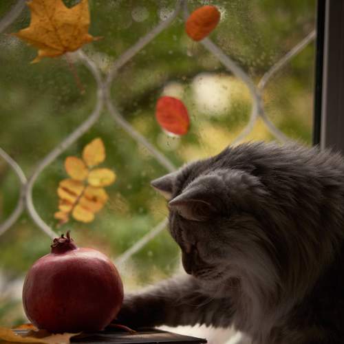 Фотография #8710870