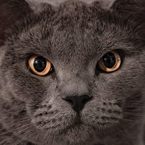 Photo #8710871