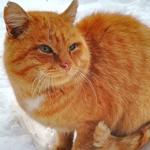 Рыжий кот