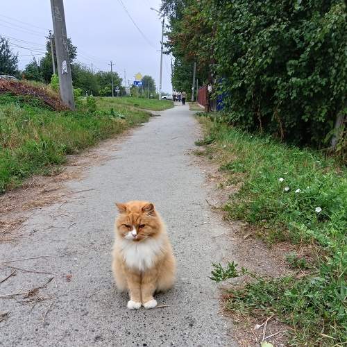 Photo #8712582