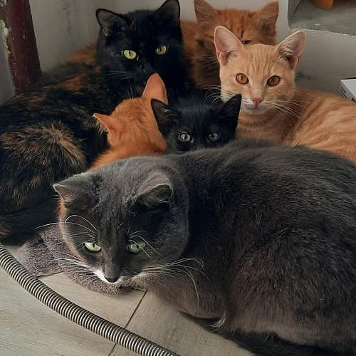Photo #8713550