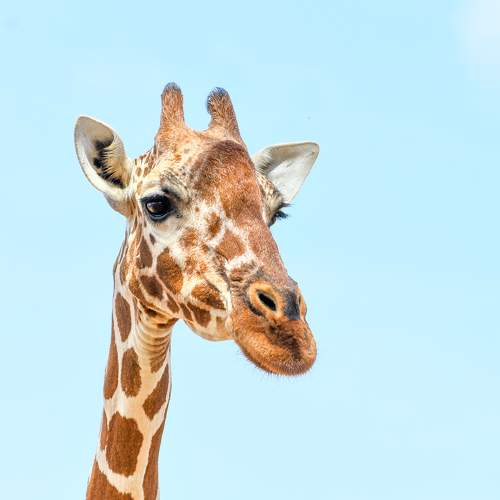 Photo #8713911