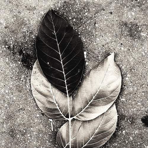 Photo #8714099