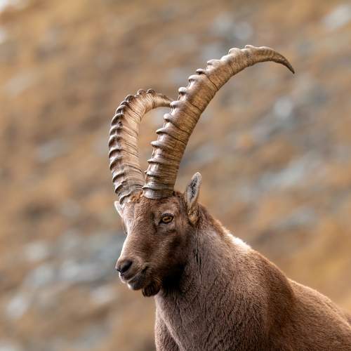 Photo #8714213