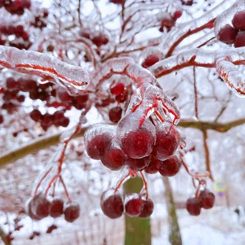 Photo #8714220