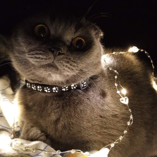 Photo #8714302