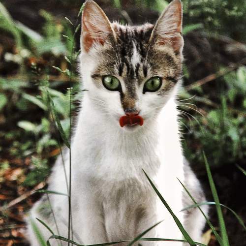 Photo #8715647