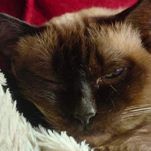 Photo #8715765