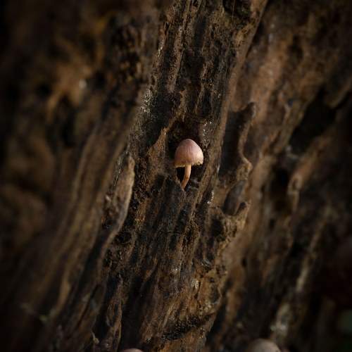 Photo #8715821