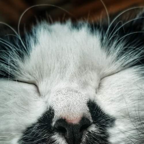 Photo #8716581