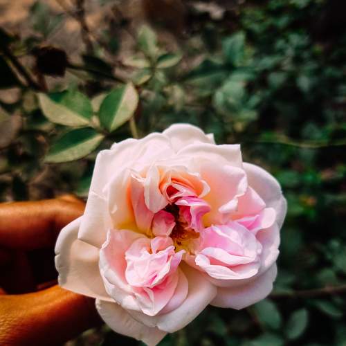 White_Rose_Portrait_Mobile_Photograph.