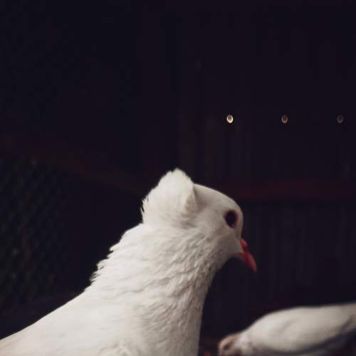 My_Pigeons_Portrait_Mobile_Photograph