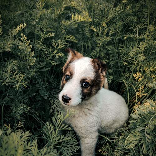 Photo #8716952