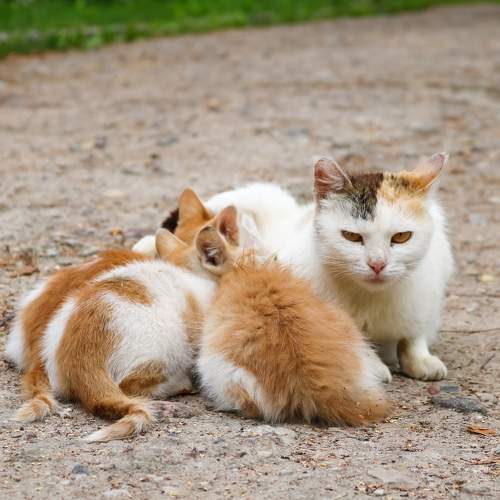 Photo #8717958