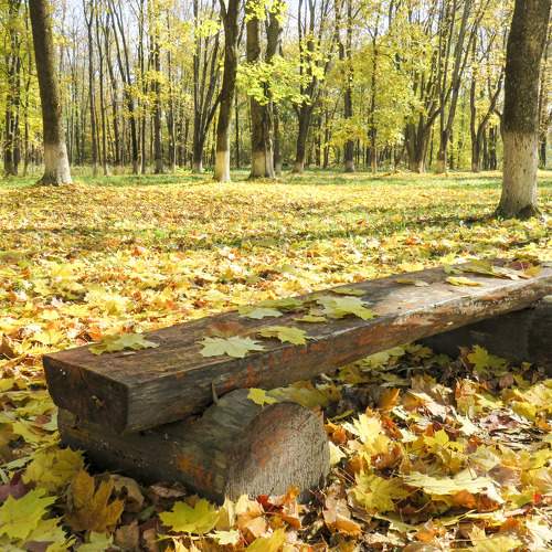 Bench in city park strewn with maple leaves