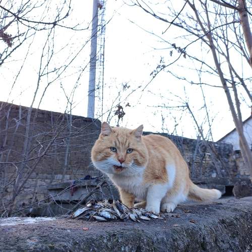 Photo #8718668